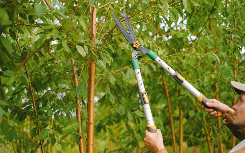 Tree trimming in Oelrichs, SD