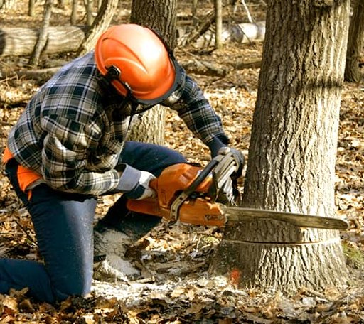 Tree Removal in Oelrichs, SD